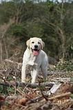 LABRADOR 140